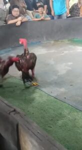 Foto Dokumentasi Sambung Ayam